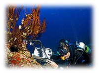 Diver Videoing Black Coral